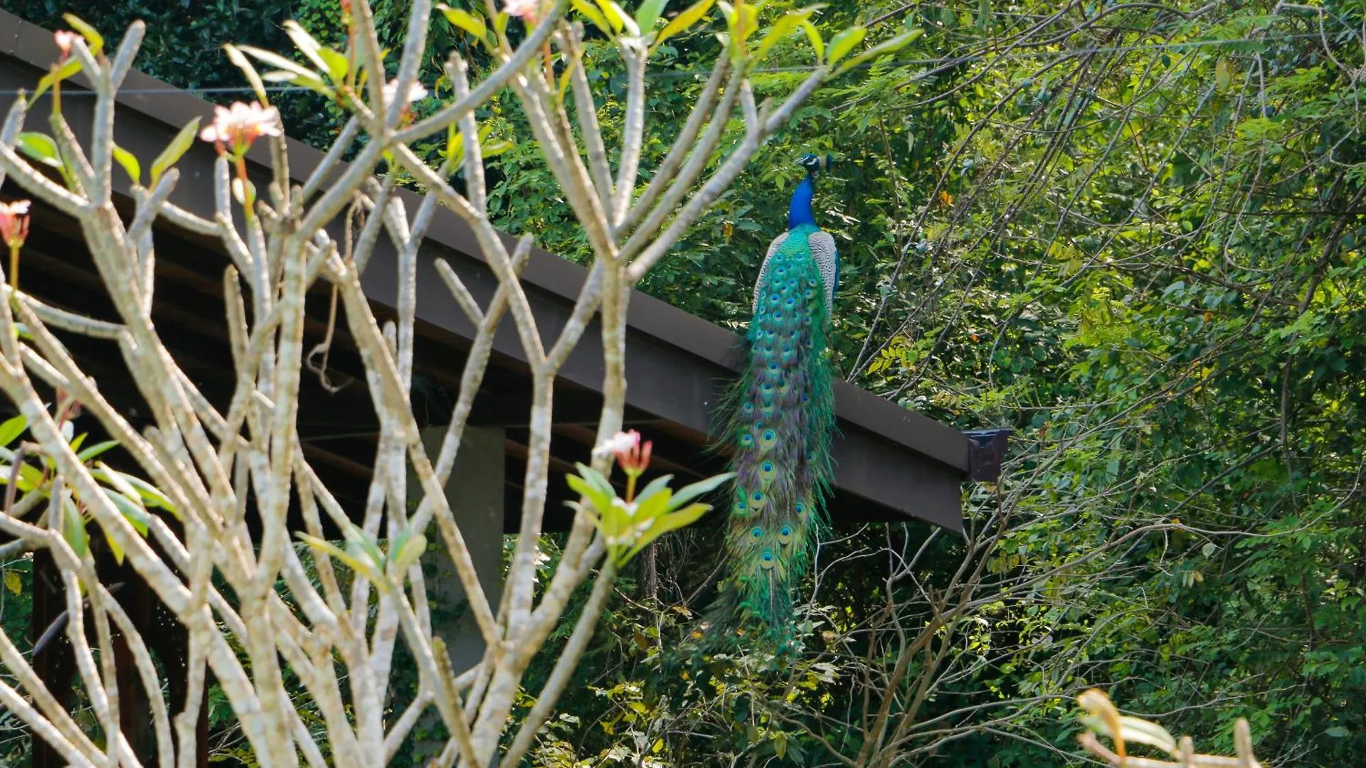 Sidh Sigiriya Hotel