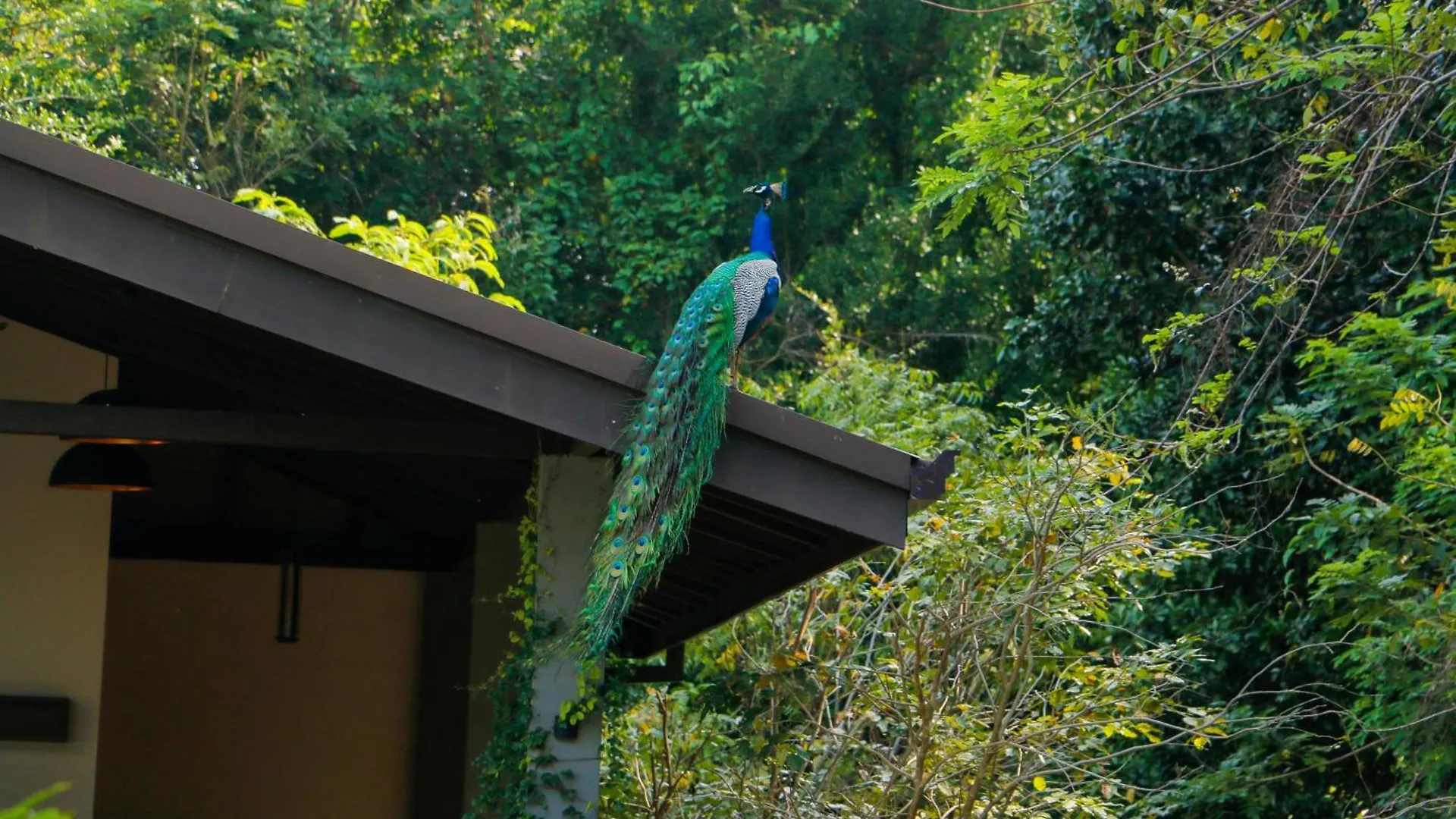 Sidh Sigiriya Hotel